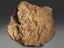 Строматолиты Inzeria tjomusi с реки Лемеза, 15,6х12,6х6,5 см, 12109, фото 2