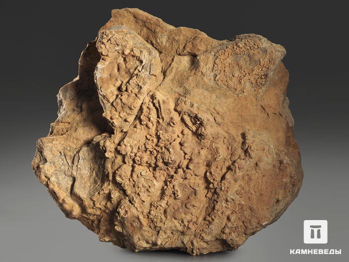 Строматолиты Inzeria tjomusi с реки Лемеза, 15,6х12,6х6,5 см, 12109, фото 2