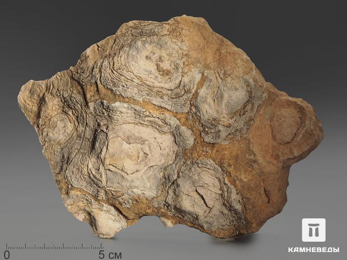 Строматолиты Inzeria tjomusi с реки Лемеза, 18,6х13,6х7,1 см, 12110, фото 1