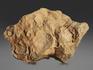 Строматолиты Inzeria tjomusi с реки Лемеза, 18,6х13,6х7,1 см, 12110, фото 2