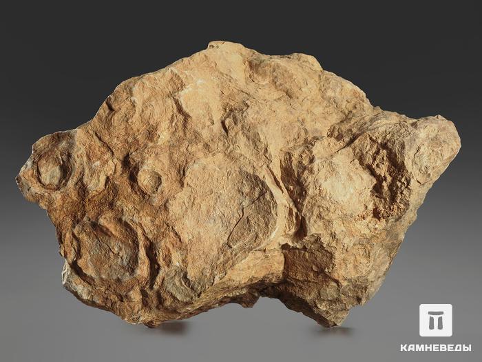 Строматолиты Inzeria tjomusi с реки Лемеза, 18,6х13,6х7,1 см, 12110, фото 2