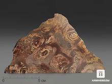 Строматолиты Inzeria tjomusi с реки Лемеза, 16,2х9,2х5,8 см