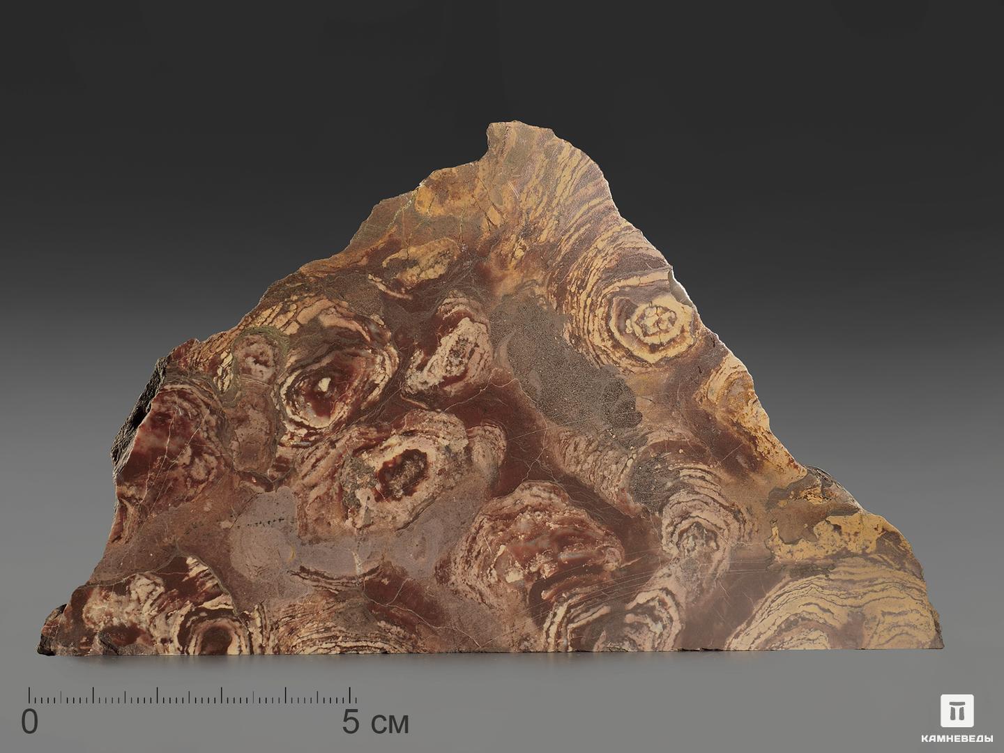 Строматолиты Inzeria tjomusi с реки Лемеза, 16,2х9,2х5,8 см кто живёт у реки