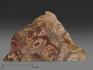 Строматолиты Inzeria tjomusi с реки Лемеза, 16,2х9,2х5,8 см, 12107, фото 1