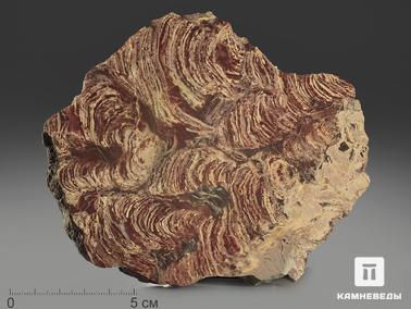 Строматолит. Строматолиты Inzeria tjomusi с реки Лемеза, 13,9х12,5х2,3 см