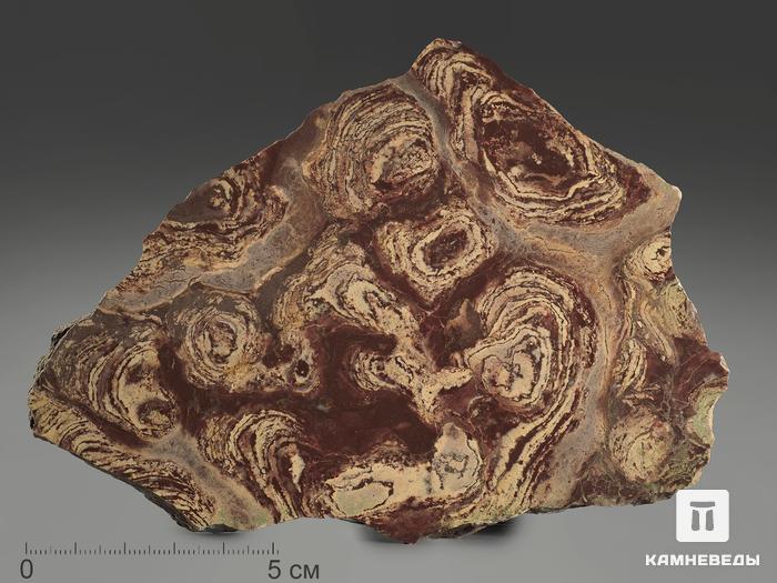 Строматолиты Inzeria tjomusi с реки Лемеза, 16,3х12,4х3 см, 12103, фото 1