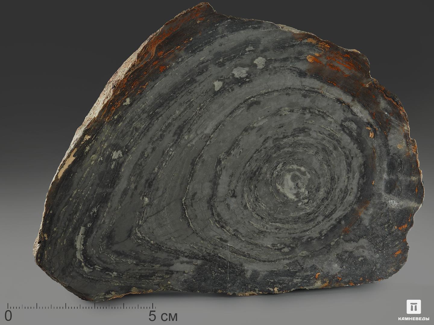 Строматолиты Conophyton cylindricum из Бакала, 14,7х10,6х2,2 см