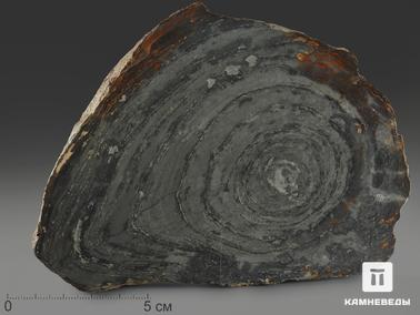 Строматолит. Строматолиты Conophyton cylindricum из Бакала, 14,7х10,6х2,2 см
