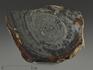 Строматолиты Conophyton cylindricum из Бакала, 14,7х10,6х2,2 см, 12093, фото 2