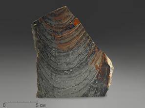 Строматолиты Conophyton cylindricum из Бакала, 14,3х11,9х2,3 см