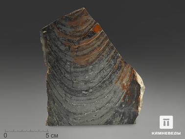 Строматолит. Строматолиты Conophyton cylindricum из Бакала, 14,3х11,9х2,3 см
