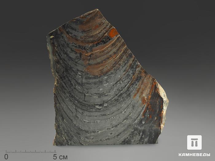 Строматолиты Conophyton cylindricum из Бакала, 14,3х11,9х2,3 см, 12095, фото 1