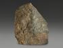 Строматолиты Conophyton cylindricum из Бакала, 14,3х11,9х2,3 см, 12095, фото 3