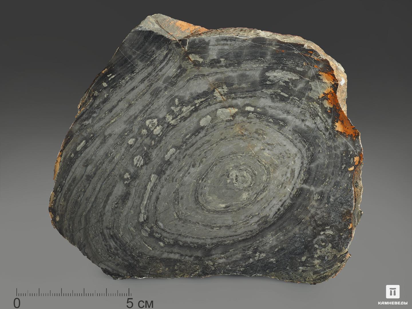 Строматолиты Conophyton cylindricum из Бакала, 15,5х12,6х2,1 см грот для аквариума trixie roman ruin римские руины 13 см полиэфирная смола 7 5х12 5х10см