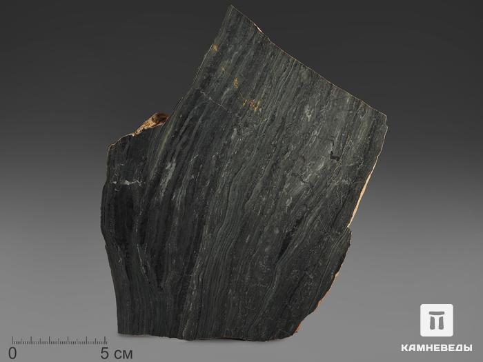 Строматолиты Conophyton cylindricum из Бакала, 17,9х13,4х2,6 см, 12099, фото 1