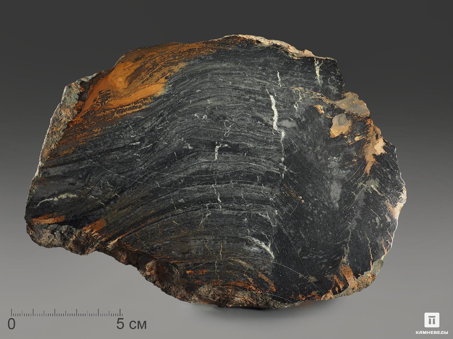 Строматолиты Conophyton cylindricum из Бакала, 18,7х13,9х3,2 см