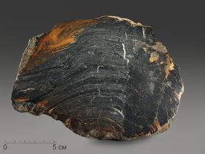 Строматолиты Conophyton cylindricum из Бакала, 18,7х13,9х3,2 см
