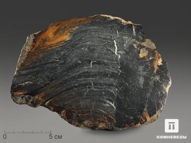 Строматолит. Строматолиты Conophyton cylindricum из Бакала, 18,7х13,9х3,2 см