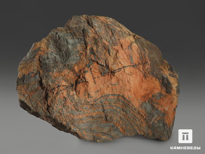 Строматолиты Conophyton cylindricum из Бакала, 18,7х13,9х3,2 см, 12097, фото 2
