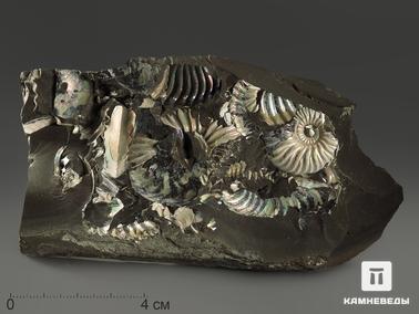 Аммонит, Перламутр. Аммониты с перламутром в породе, 13х7х3,9 см