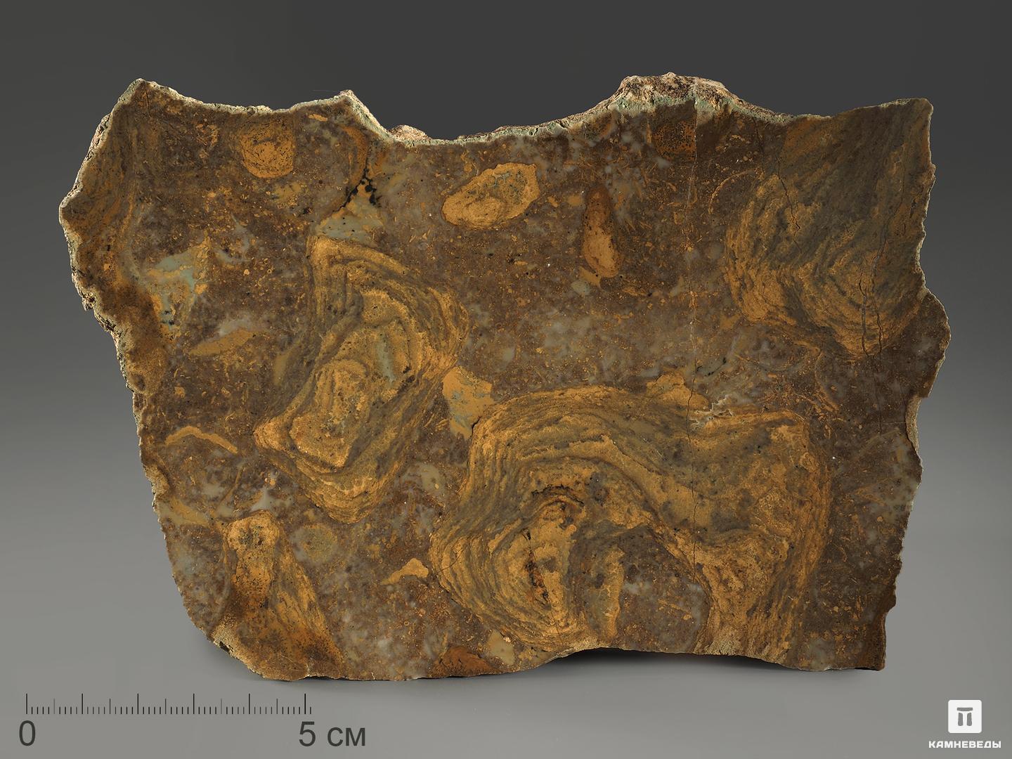 Строматолиты Catavia caratavica из Миньяра, 15,7х10х2,6 см