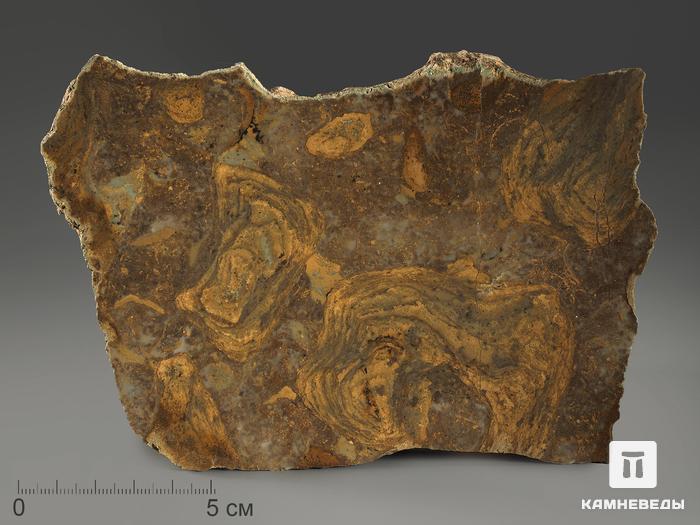 Строматолиты Catavia caratavica из Миньяра, 15,7х10х2,6 см, 12091, фото 1