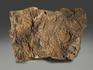 Строматолиты Catavia caratavica из Миньяра, 15,7х10х2,6 см, 12091, фото 2