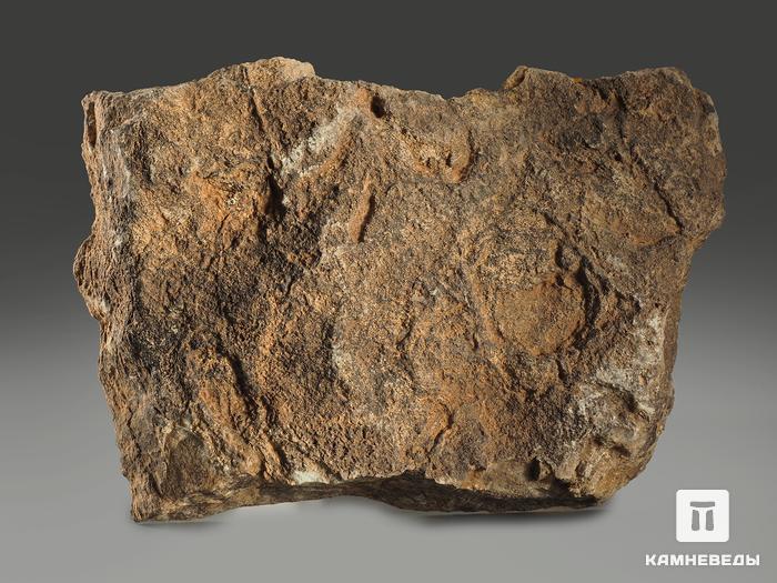 Строматолиты Catavia caratavica из Миньяра, 15,7х10х2,6 см, 12091, фото 2