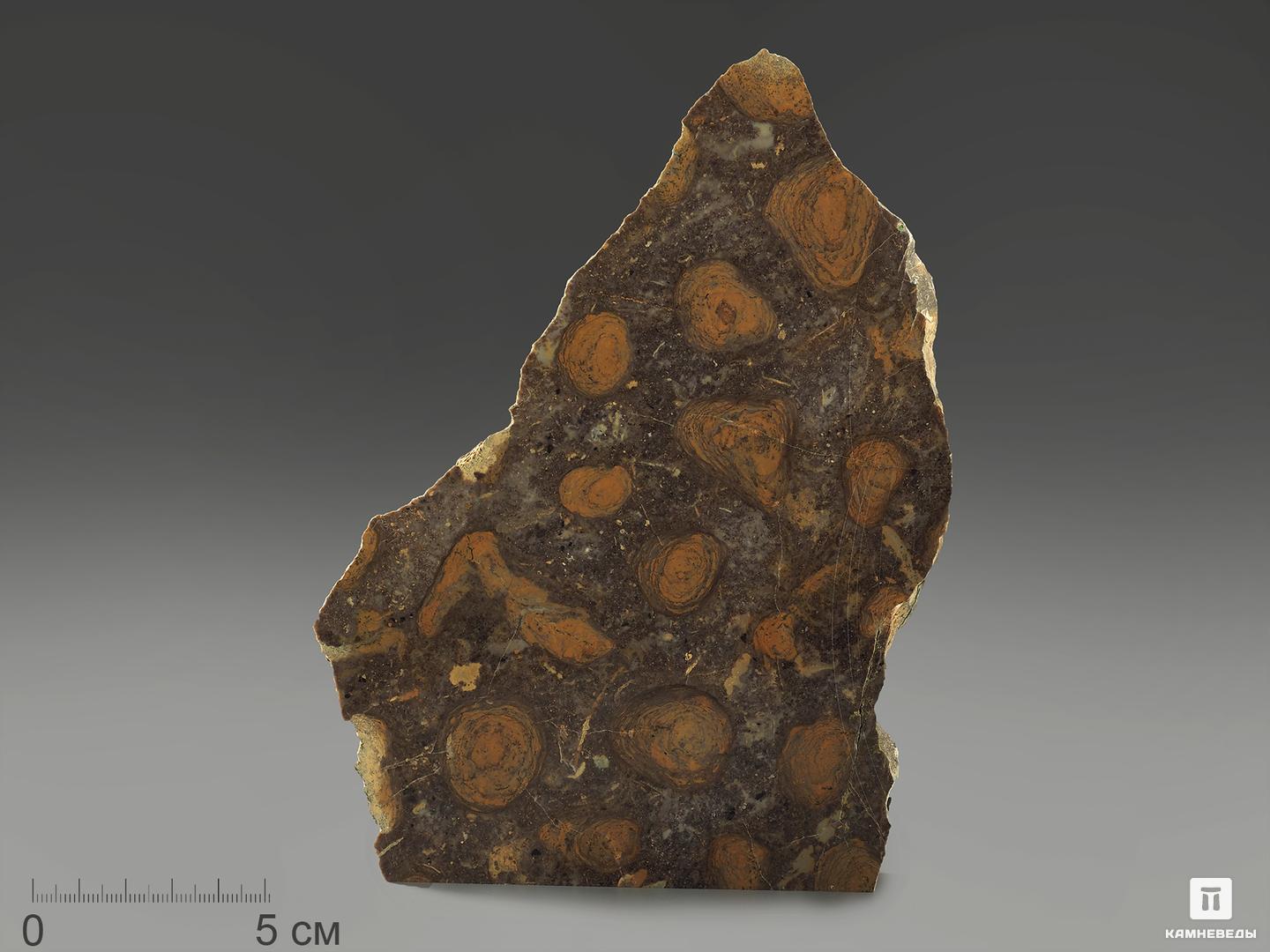 Строматолиты Catavia caratavica из Миньяра, 16,4х10,5х2 см арагонит белый 16 4х10 3х4 7 см