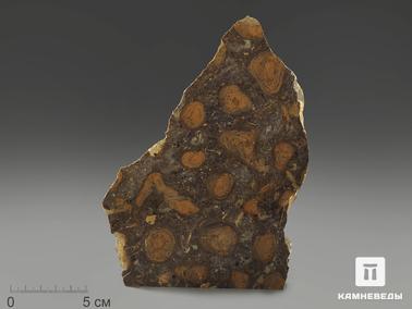 Строматолит. Строматолиты Catavia caratavica из Миньяра, 16,4х10,5х2 см