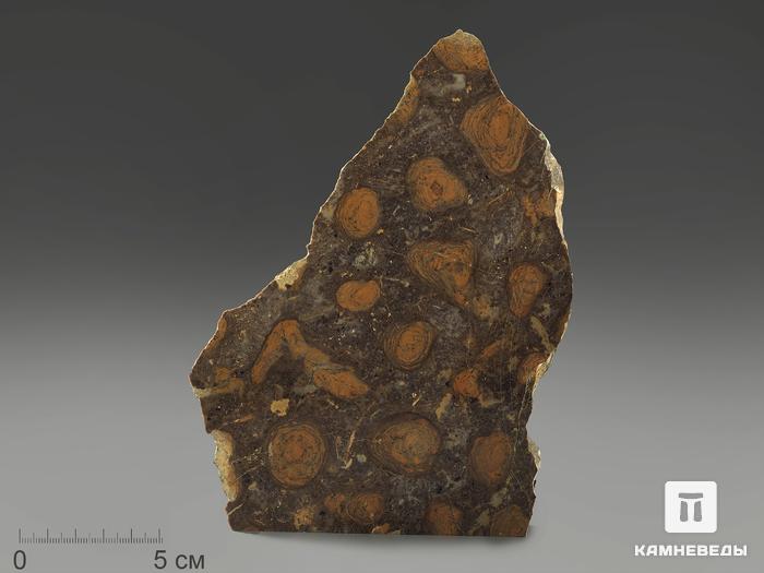 Строматолиты Catavia caratavica из Миньяра, 16,4х10,5х2 см, 12086, фото 1