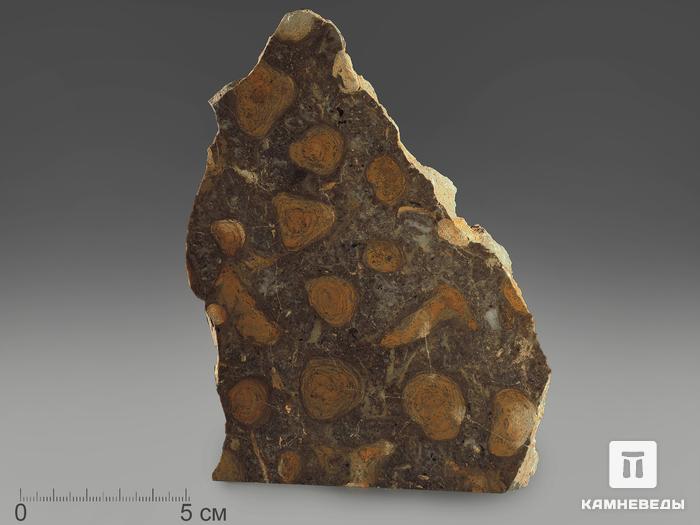 Строматолиты Catavia caratavica из Миньяра, 16,4х10,5х2 см, 12086, фото 2