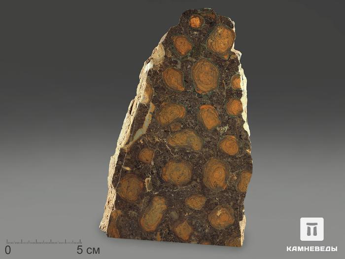 Строматолиты Catavia caratavica из Миньяра, 16,4х10,5х2 см, 12086, фото 3