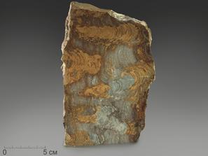 Строматолиты Catavia caratavica из Миньяра, 17,1х11,3х2,4 см