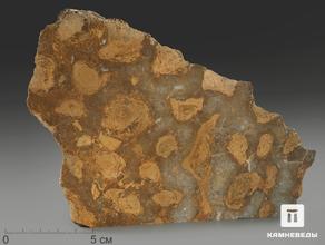 Строматолиты Catavia caratavica из Миньяра, 18,3х12,8х2,4 см