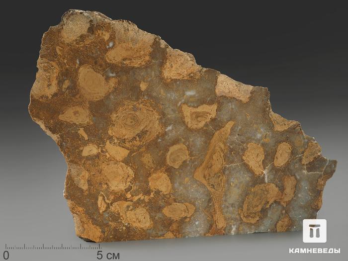 Строматолиты Catavia caratavica из Миньяра, 18,3х12,8х2,4 см, 12088, фото 1