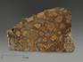 Строматолиты Catavia caratavica из Миньяра, 19,4х12,4х1,7 см, 12090, фото 1