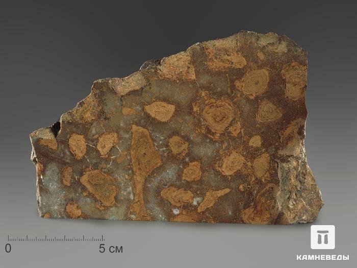 Строматолиты Catavia caratavica из Миньяра, 19,4х12,4х1,7 см, 12090, фото 1