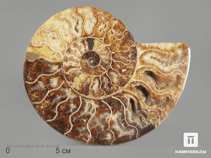 Аммонит Cleoniceras sp., полированный срез 17х14,5х2 см, 12959, фото 1
