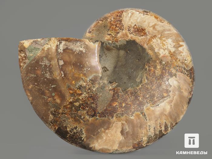 Аммонит Cleoniceras sp., полированный срез 17х14,5х2 см, 12959, фото 2