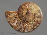 Аммонит Cleoniceras sp., полированный срез 17х14,5х2 см, 12959, фото 3