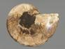 Аммонит Cleoniceras sp., полированный срез 17х14,5х2 см, 12959, фото 4