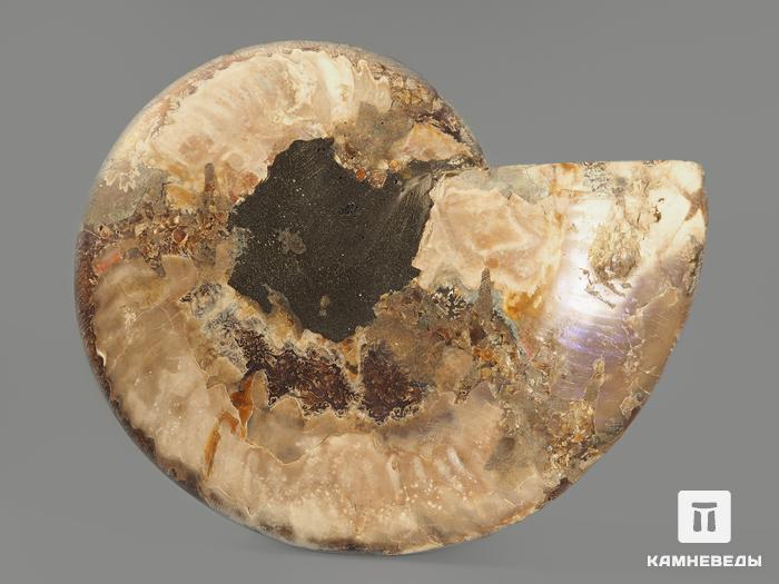 Аммонит Cleoniceras sp., полированный срез 17х14,5х2 см, 12959, фото 4