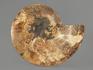 Аммонит Cleoniceras sp., полированный срез 19х15,5х2,1 см, 8-14/5, фото 2