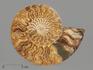 Аммонит Cleoniceras sp., полированный срез 19х15,5х2,1 см, 8-14/5, фото 3