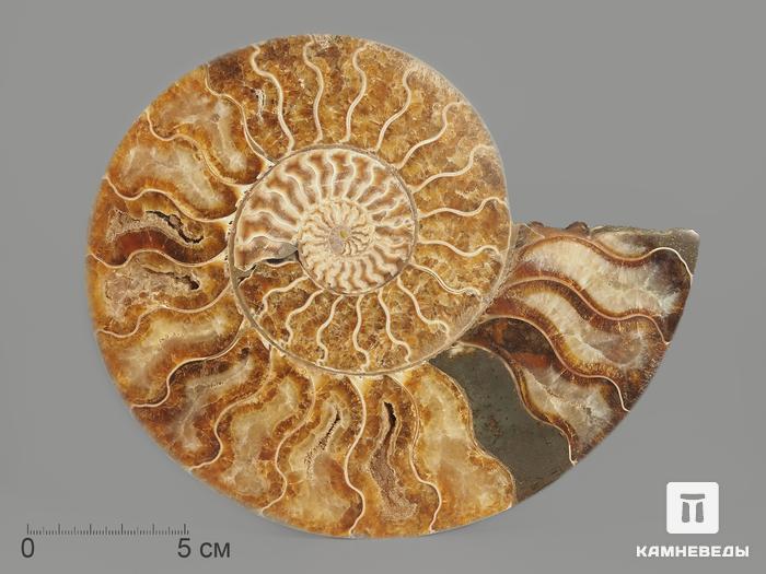 Аммонит Cleoniceras sp., полированный срез 19х15,5х2,1 см, 8-14/5, фото 3