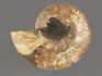 Аммонит Cleoniceras sp., полированный срез 19х15,5х2,1 см, 8-14/5, фото 4