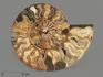 Аммонит Cleoniceras sp., полированный срез 20,5х17х2,2 см, 1195, фото 1