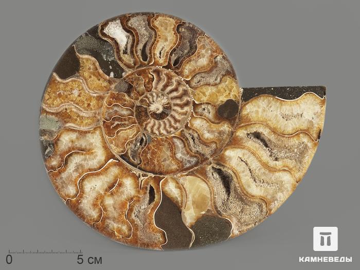 Аммонит Cleoniceras sp., полированный срез 20,5х17х2,2 см, 1195, фото 1