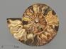 Аммонит Cleoniceras sp., полированный срез 20,5х17х2,2 см, 1195, фото 3